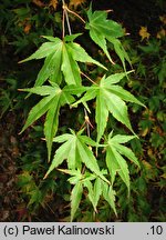 Acer palmatum ssp. matsumurae