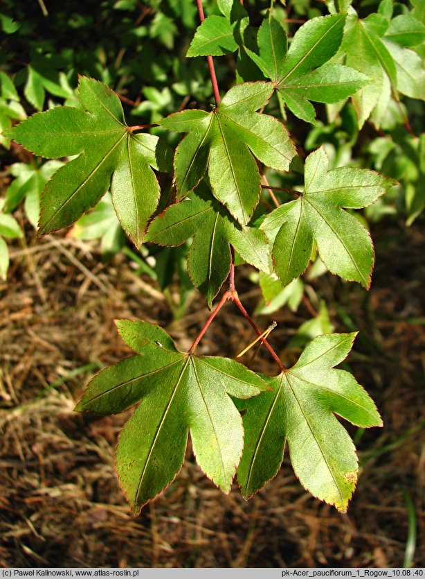 Acer pauciflorum