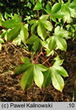 Acer pauciflorum