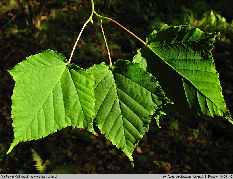 Acer pectinatum ssp. forrestii (klon rozpierzchłokwiatowy)