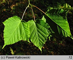 Acer pectinatum ssp. forrestii (klon rozpierzchłokwiatowy)