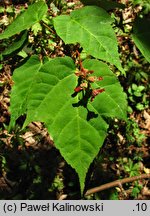 Acer pectinatum ssp. laxiflorum