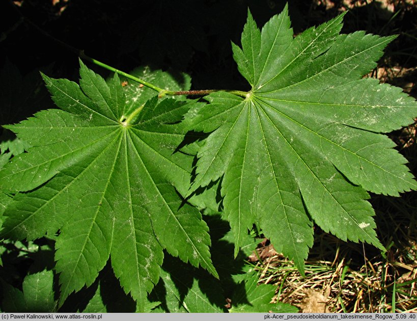 Acer pseudosieboldianum ssp. takesimense (klon ussuryjski koreański)