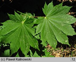 Acer pseudosieboldianum ssp. takesimense (klon ussuryjski koreański)