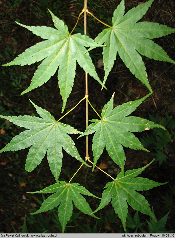 Acer robustum