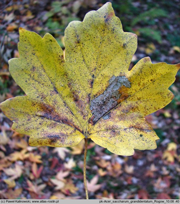 Acer saccharum ssp. grandidentatum