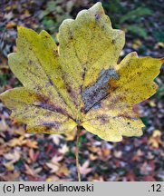 Acer saccharum ssp. grandidentatum