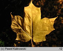 Acer saccharum ssp. nigrum