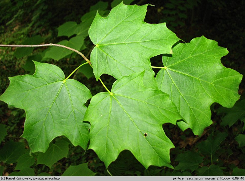 Acer saccharum ssp. nigrum