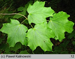 Acer saccharum ssp. nigrum