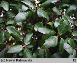 Acer sempervirens