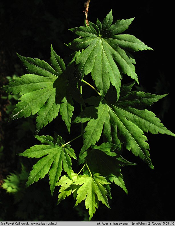 Acer shirasawanum var. tenuifolium