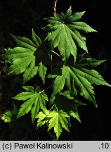 Acer shirasawanum var. tenuifolium