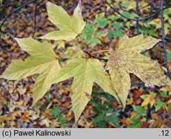 Acer sinopurpurascens