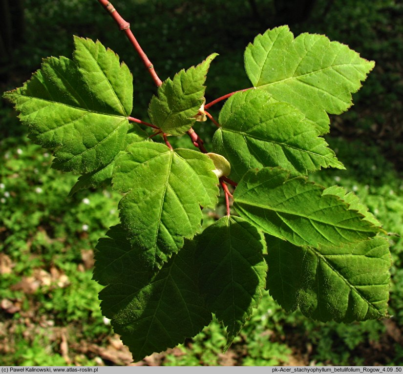 Acer stachyophyllum ssp. betulifolium