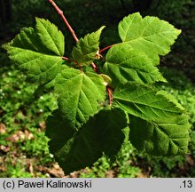 Acer stachyophyllum ssp. betulifolium