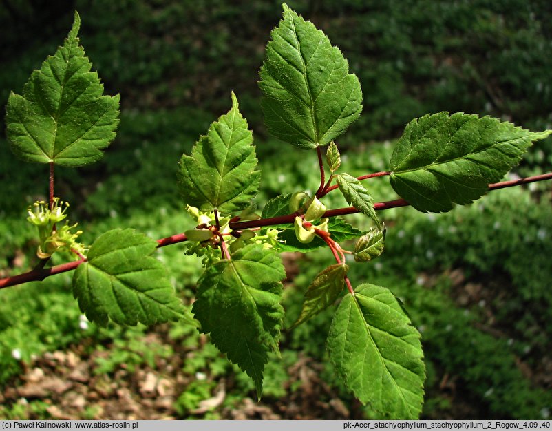 Acer stachyophyllum ssp. stachyophyllum