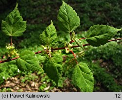 Acer stachyophyllum ssp. stachyophyllum