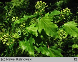 Acer tataricum ssp. aidzuense