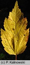 Acer tataricum ssp. aidzuense