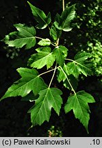 Acer tataricum ssp. semenovii