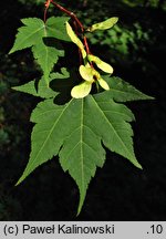 Acer tschonoskii ssp. tschonoskii