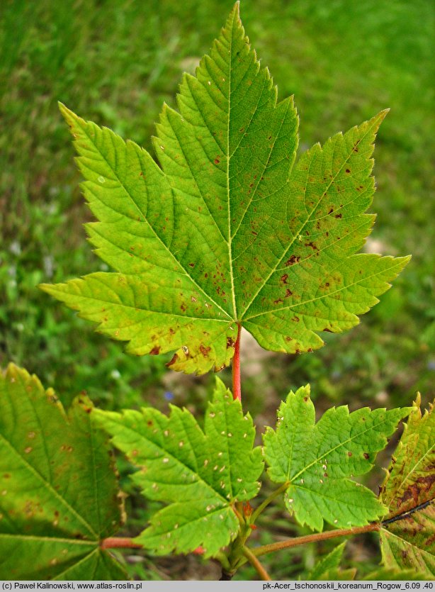 Acer tschonoskii ssp. koreanum