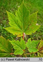 Acer tschonoskii ssp. koreanum