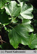 Acer ×coriaceum