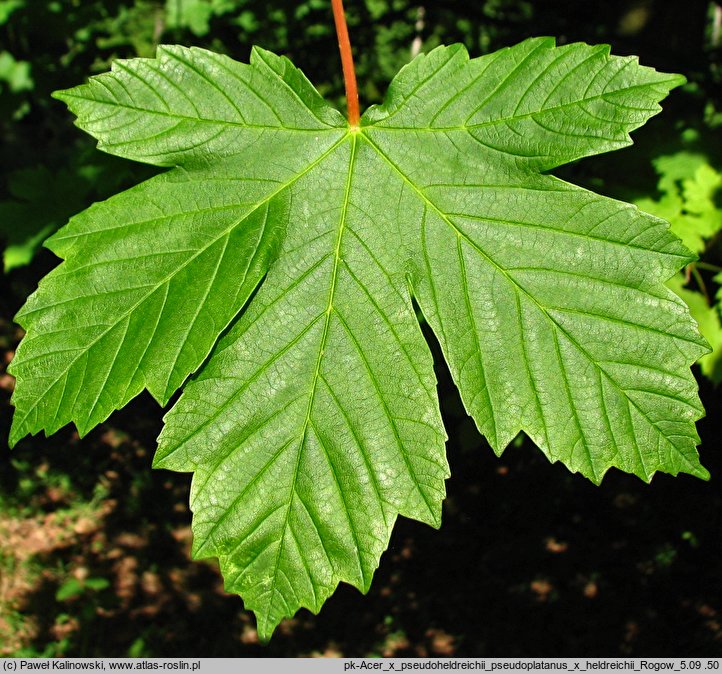 Acer ×pseudoheldreichii