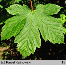 Acer ×pseudoheldreichii