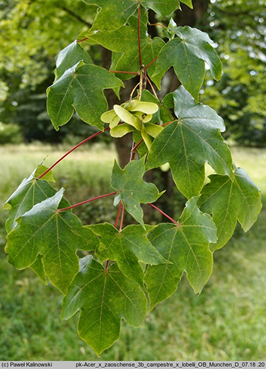 Acer ×zoeschense (klon pośredni)