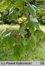 Acer ×zoeschense (klon pośredni)