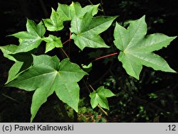 Acer ×zoeschense (klon pośredni)