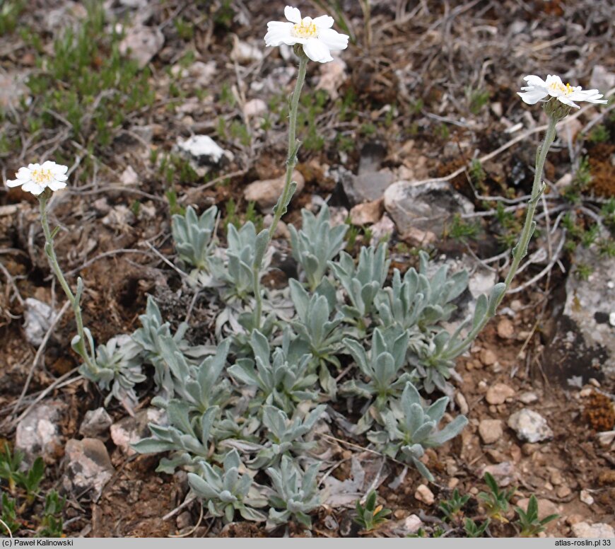 Achillea ageratifolia (krwawnik żeniszkolistny)