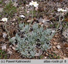 Achillea ageratifolia (krwawnik żeniszkolistny)