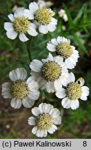 Achillea biserrata