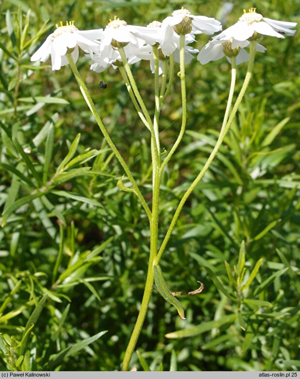 Achillea biserrata