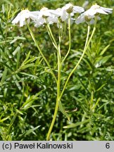 Achillea biserrata