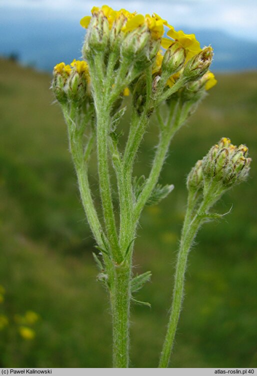 Achillea chrysocoma (krwawnik złoty)