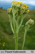 Achillea chrysocoma (krwawnik złoty)