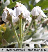 Achillea clavennae (krwawnik klaweński)