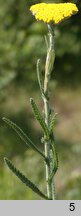 Achillea coarctata