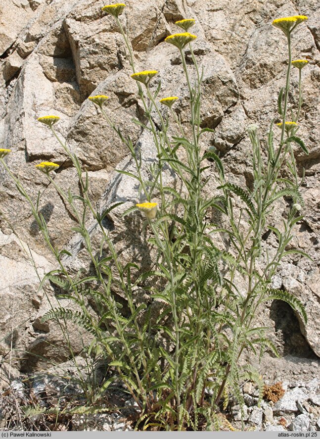 Achillea coarctata
