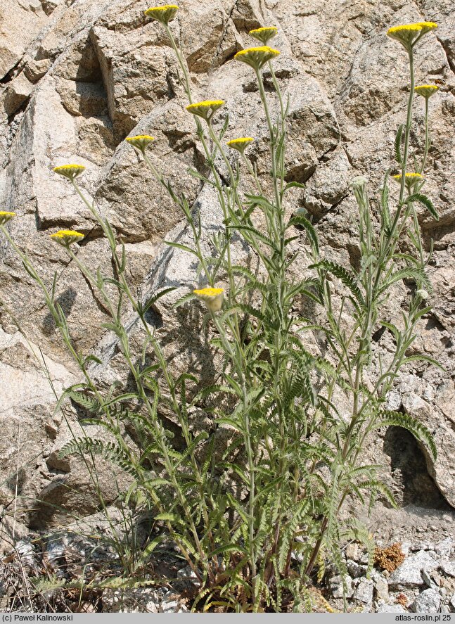 Achillea coarctata