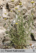 Achillea coarctata