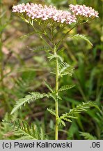 Achillea distans (krwawnik odległołatkowy)