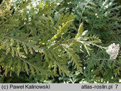 Achillea ptarmicifolia