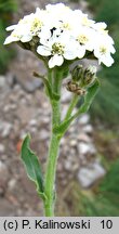 Achillea lingulata (krwawnik językolistny)