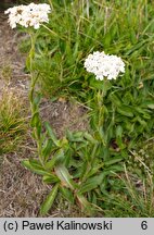 Achillea lingulata (krwawnik językolistny)